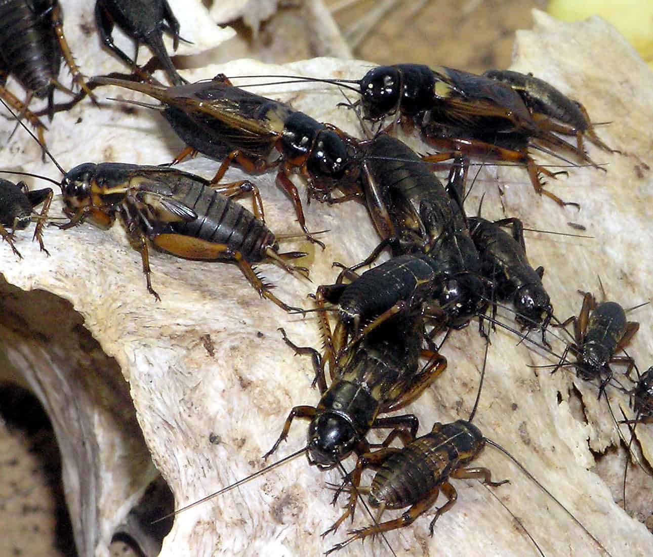 How to Kill and Prevent Crickets